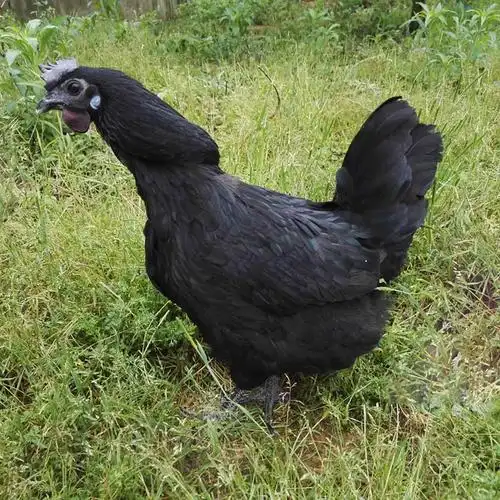 营养月子鸡乌骨鸡土鸡乌鸡五黑鸡黑凤乌鸡跑山鸡草鸡农家散养