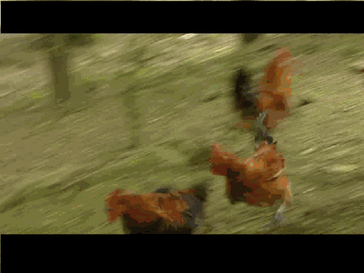 鸡年当然要用鸡的表情包啊!有了这些图,贵港斗图王者就是你!