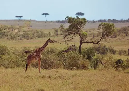 稀树草原上的动物百态