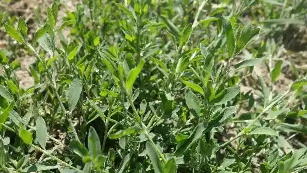 猪牙草的功效与作用 怎么吃