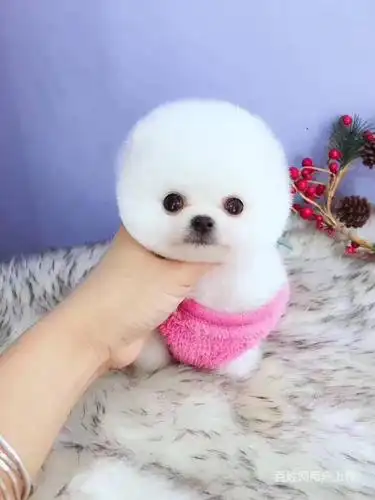 永州 哪里买茶杯犬出售纯种茶杯幼犬多少钱 包邮