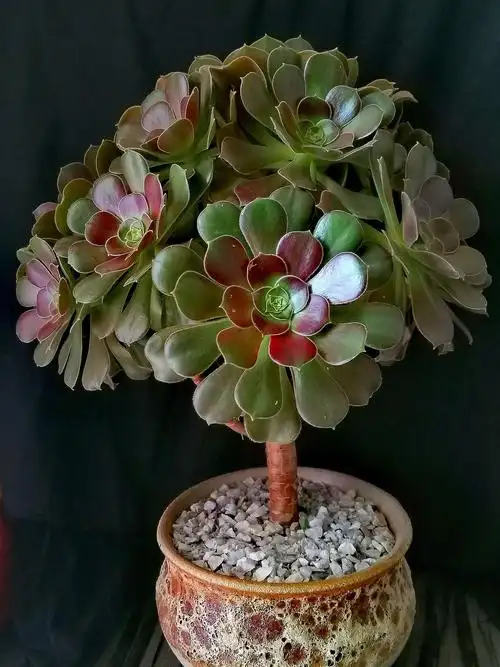 手捧花,很经典的法师造型.