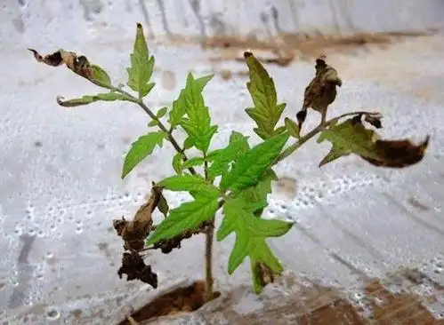 这两天发现其中一个大棚中的定植的西红柿出现烧苗,叶子发黄干枯,不