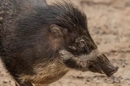 的沙滩的小船.香兰,班乃菲律宾在海滩上美丽的夕阳.亭子的剪影.