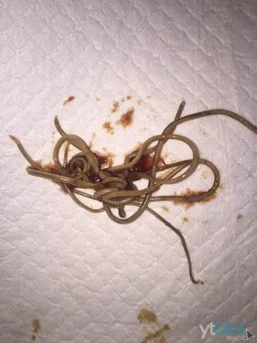 烟台芝罘区犬细小病毒 蛔虫感染,康复出院