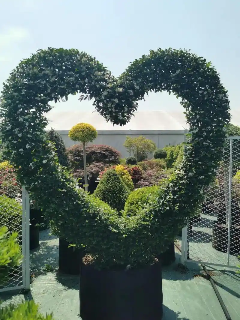 爱心造型781595#园林绿化 #别墅庭院植物 #小区绿化 #市 - 抖音