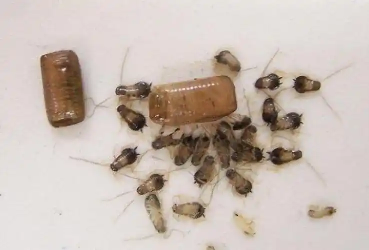 有人说见了蟑螂不能踩死,否则后果很严重,这种说法靠谱吗?