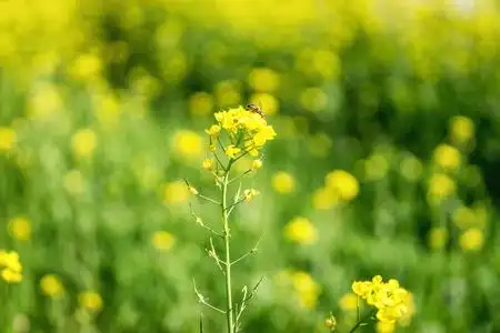 在外地的芥花籽油花照片