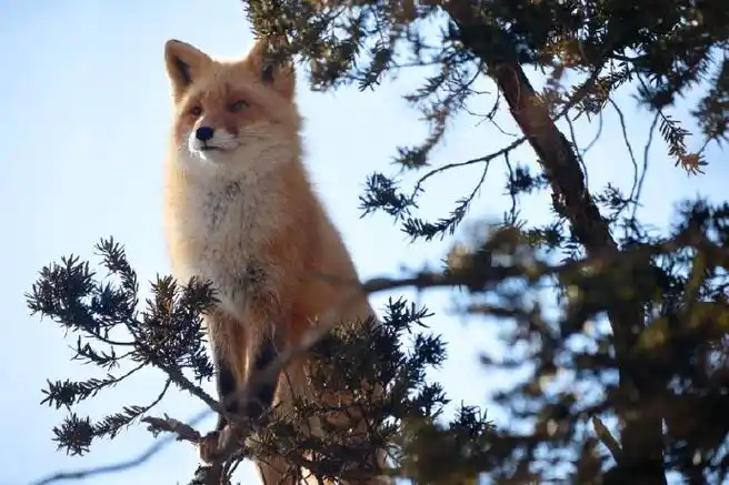 狐狸##赤狐