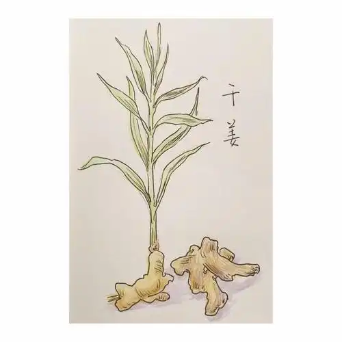 《本草诗画》系列生姜篇