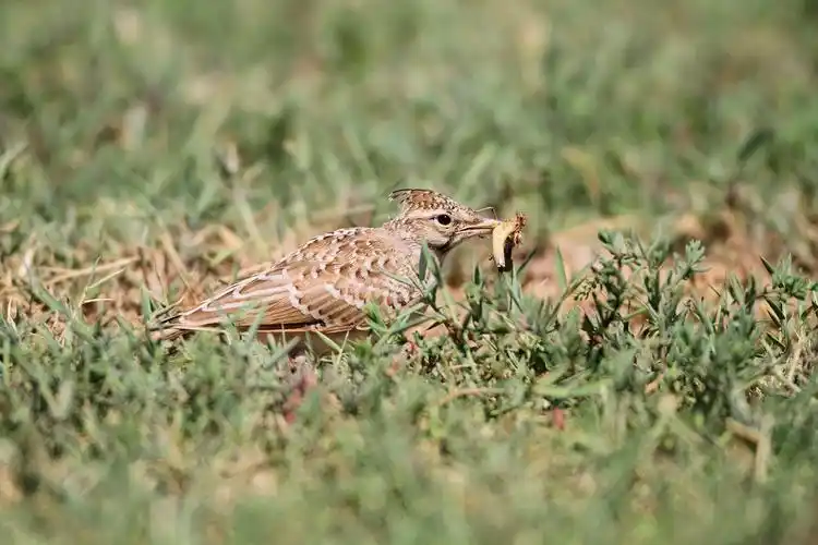 一只风头百灵幼鸟