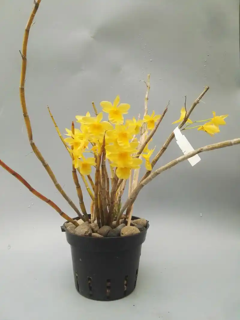 在我国70余种原生石斛品种中,除我们耳熟能详的霍山石斛,铁皮石斛之外