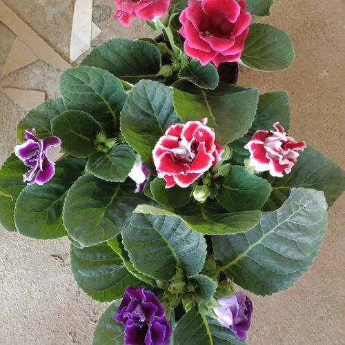 一颗也包邮重瓣大岩桐盆栽富贵芙蓉花带花苞发货室内四季开花客