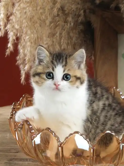 深圳领养|金加白妹妹|胖妞一枚_领养_金渐层_宠物_猫