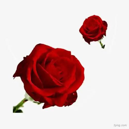 玫瑰花png素材透明免抠图片-节日元素