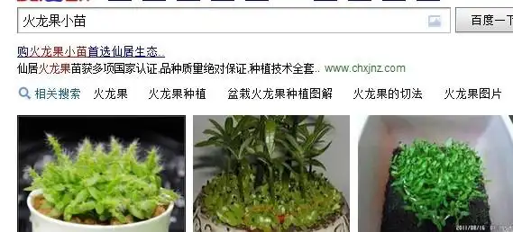 展开全部 你好,这是火龙果的小苗