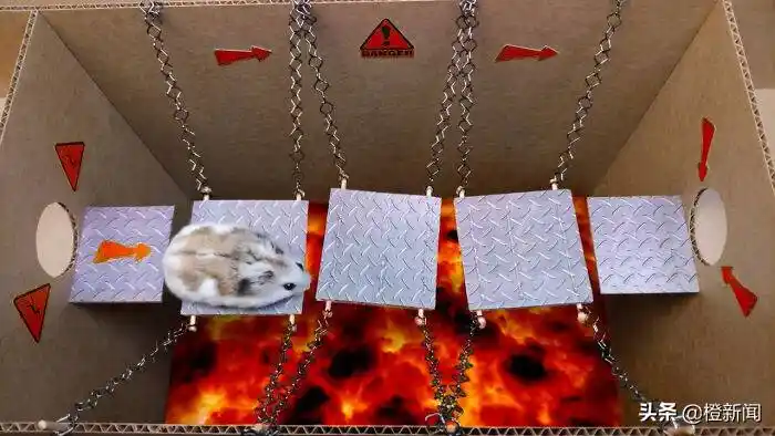 仓鼠被困迷宫 聪明鼠完美"逃狱"