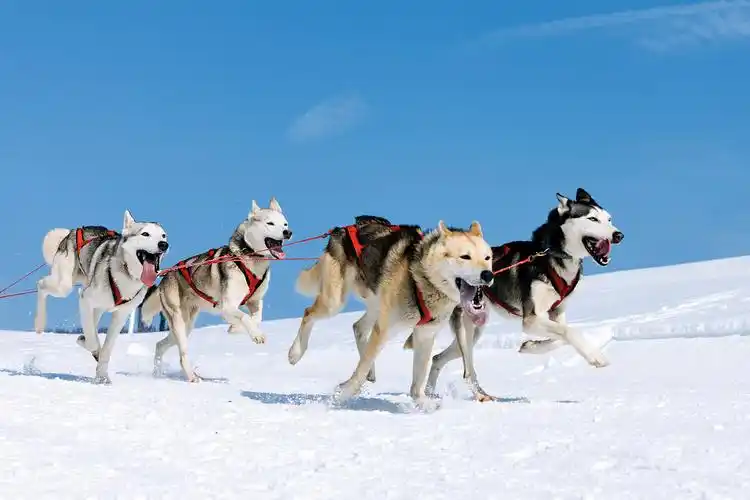 白色旅游简约狗拉雪橇宣传