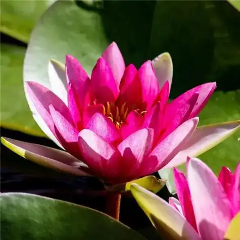 131张最漂亮荷花大全头像 唯美适合做头像的荷花图片_微信头像_头像屋