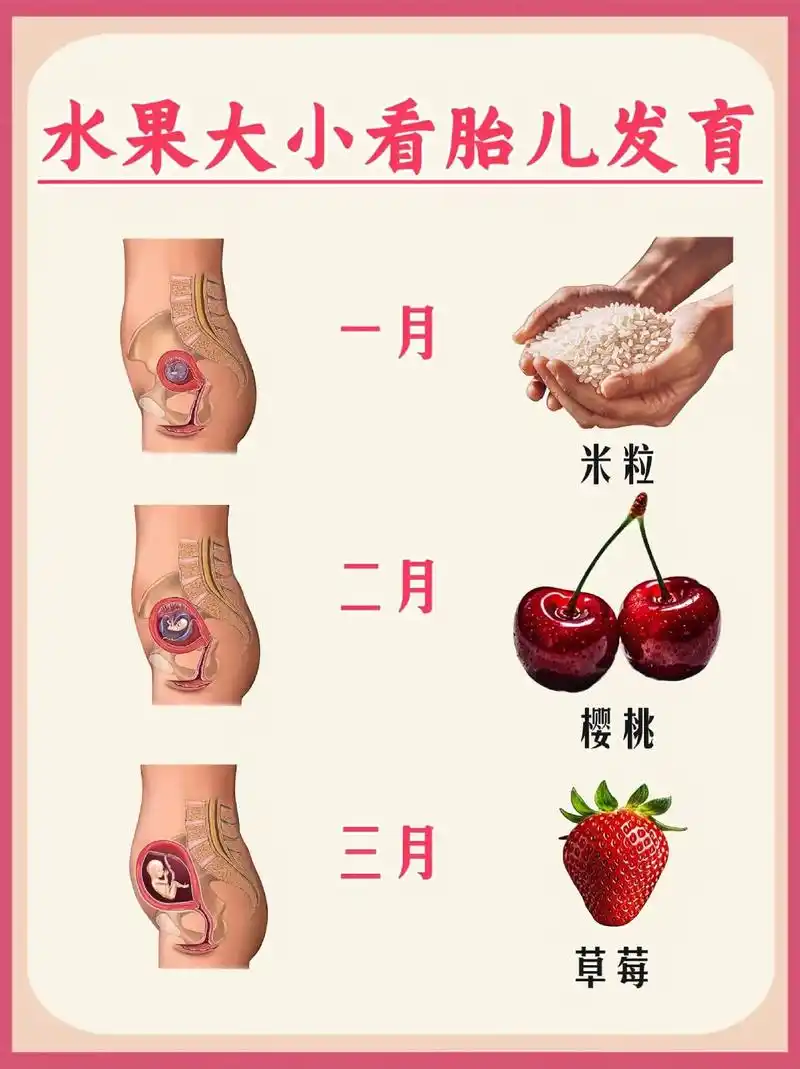 十月怀胎,宝宝在肚子里的发育成长过程令人惊叹.让我们通过水果大小