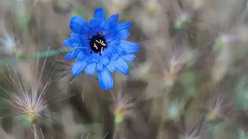 蓝色矢车菊图片高清电脑桌面壁纸_植物壁纸_壁纸下载_美桌网