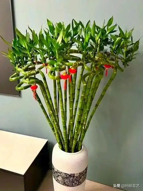 文竹|竹子|富贵竹_网易订阅