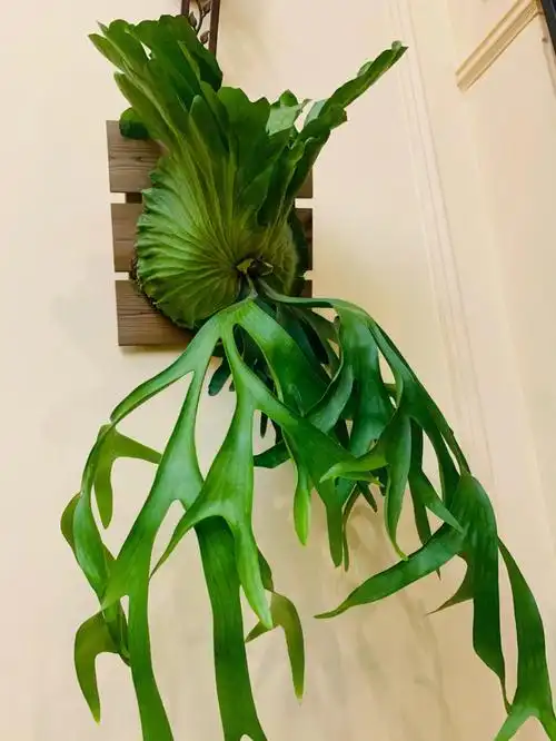 值得拥有一头皇冠鹿角蕨