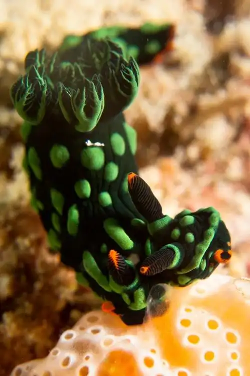 马来西亚东部卡帕莱岛附近水域中发现世界上首只双头双性的彩色海蛞蝓