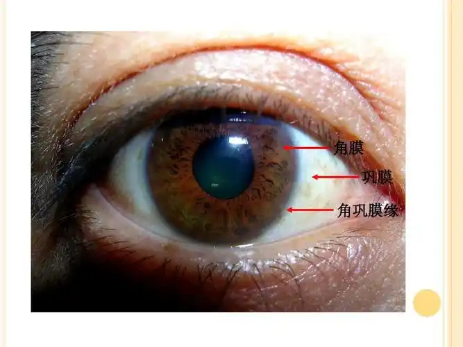 眼的解剖与生理ppt