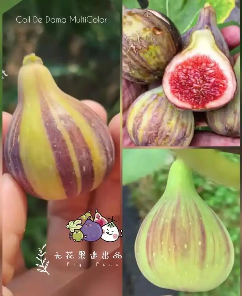 好吃无花果品种:变异双色山(cddmc)收集无花果品种,吃好 - 抖音