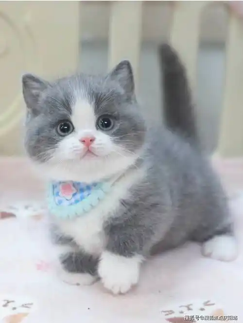 无锡买英短蓝白猫首页网站(无锡新吴区)哪里有英短蓝白猫卖