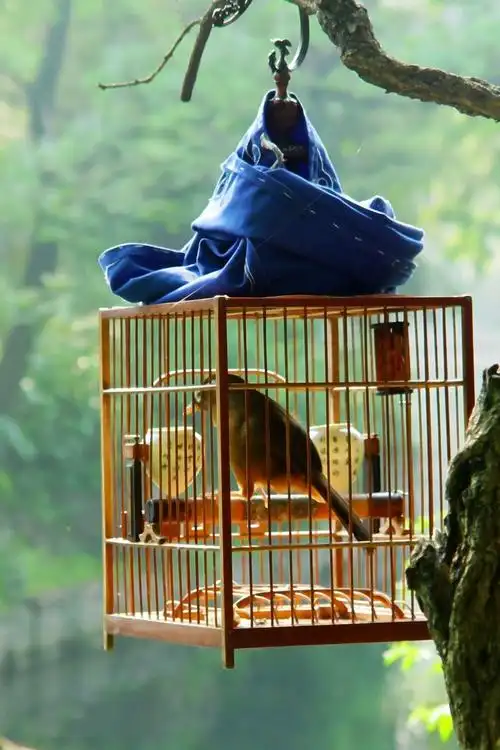 【笼中鸟】 第 9 幅查看大图曝光:auto exposure光圈:f2.