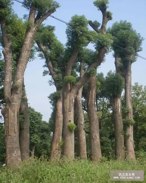香樟树图片大全(一)