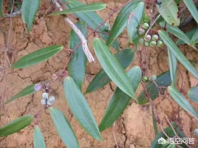原创农村里这种藤蔓植物叫什么好像可以挖它的根块做药材