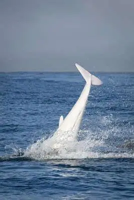 哪里来的白色小可爱罕见白海豚频繁现身蒙特利湾