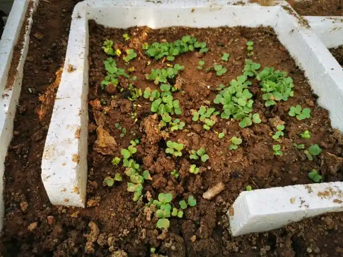 小白菜发芽第五天