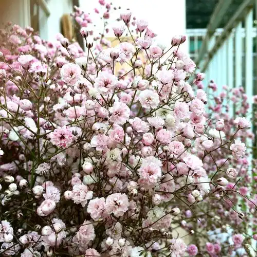 迷恋满天星花朝花艺馆