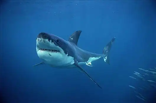 大白鲨图片