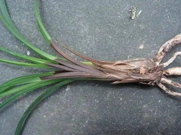 兰花茎腐病的症状与防治方法_手机搜狐网