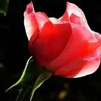 红色月季花头像_微信头像图片大全