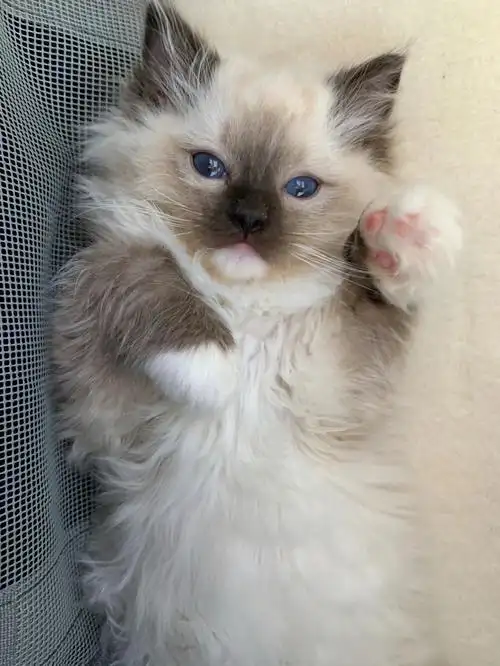 海豹手套色布偶的上色过程