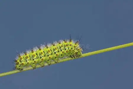 一只令人惊叹的帝王蛾毛虫,土星帕沃尼亚,栖息在一片草叶上.照片