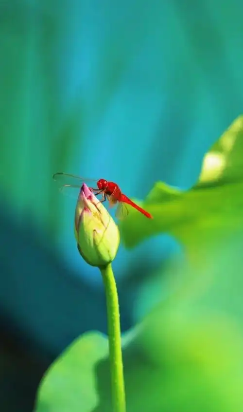 夏至节气的红蜻蜓.