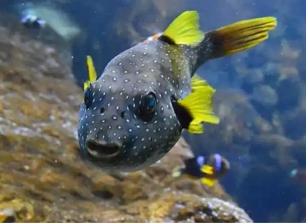 海里的鱼 海里的鱼类名称大全_品学知识网