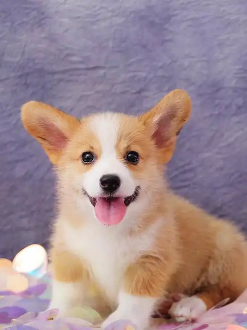 狗狗纯种幼犬-特价促销-优惠券领取-价格|多少钱|什么牌子好-35优惠券