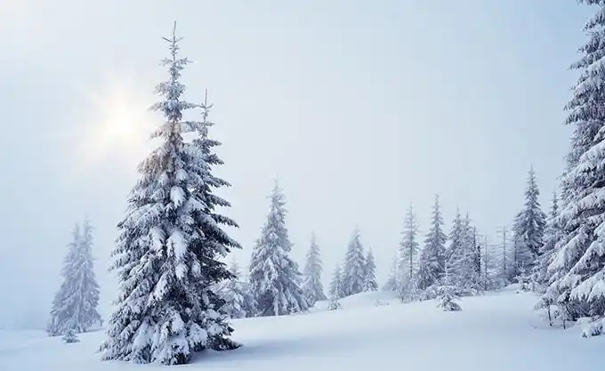 关键词:美丽的雪景和松树摄影图片雪地树林皑皑白雪雪松阳光自然美景