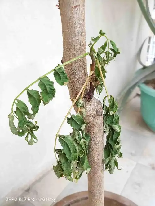 这个香椿树这样了还有救吗?之前是在缺水