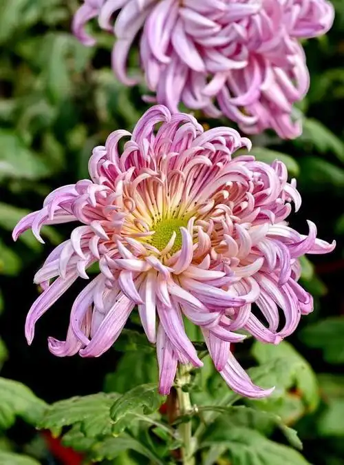 植物风光,不同颜色的菊花