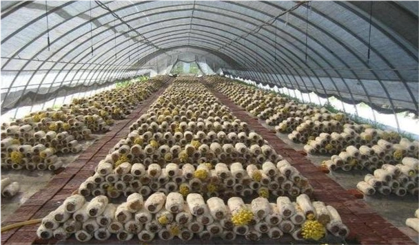 种植蘑菇(种植蘑菇在室内还是大棚好吗)