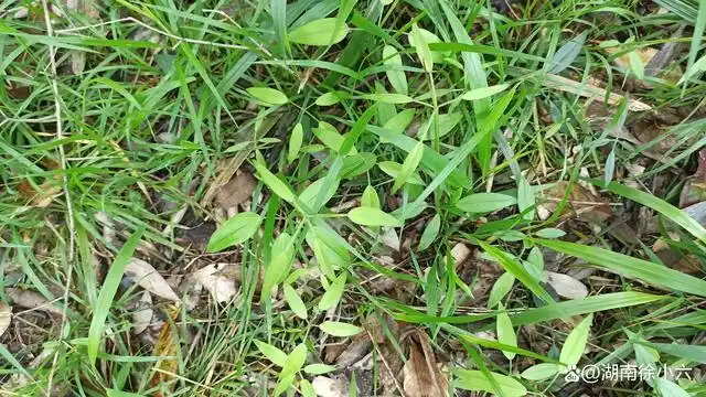 茎四棱形,有的沿棱有倒刺,用手摸起来有刺手的感觉.